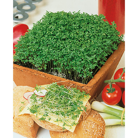 Natur-Konserve mit Samen - Gartenkresse