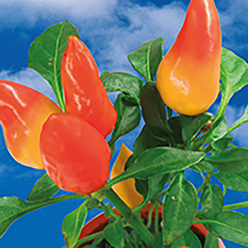 Natur-Konserve mit Samen - Gewürzpaprika
