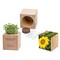Pflanz-Holz Grande mit Samen - Sonnenblume