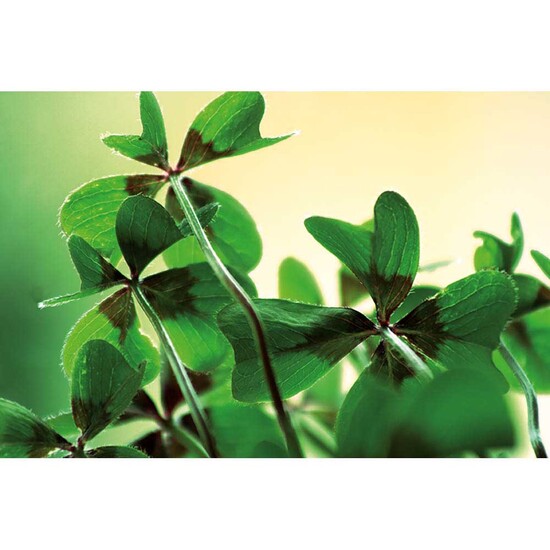 Pflanz-Holz Grande mit Samen - Glücksklee-Zwiebel, 2 Seiten gelasert (* Je nach Verfügbarkeit der Glücksklee-Zwiebeln)