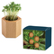 Pflanz-Holz Hexagon mit Samen