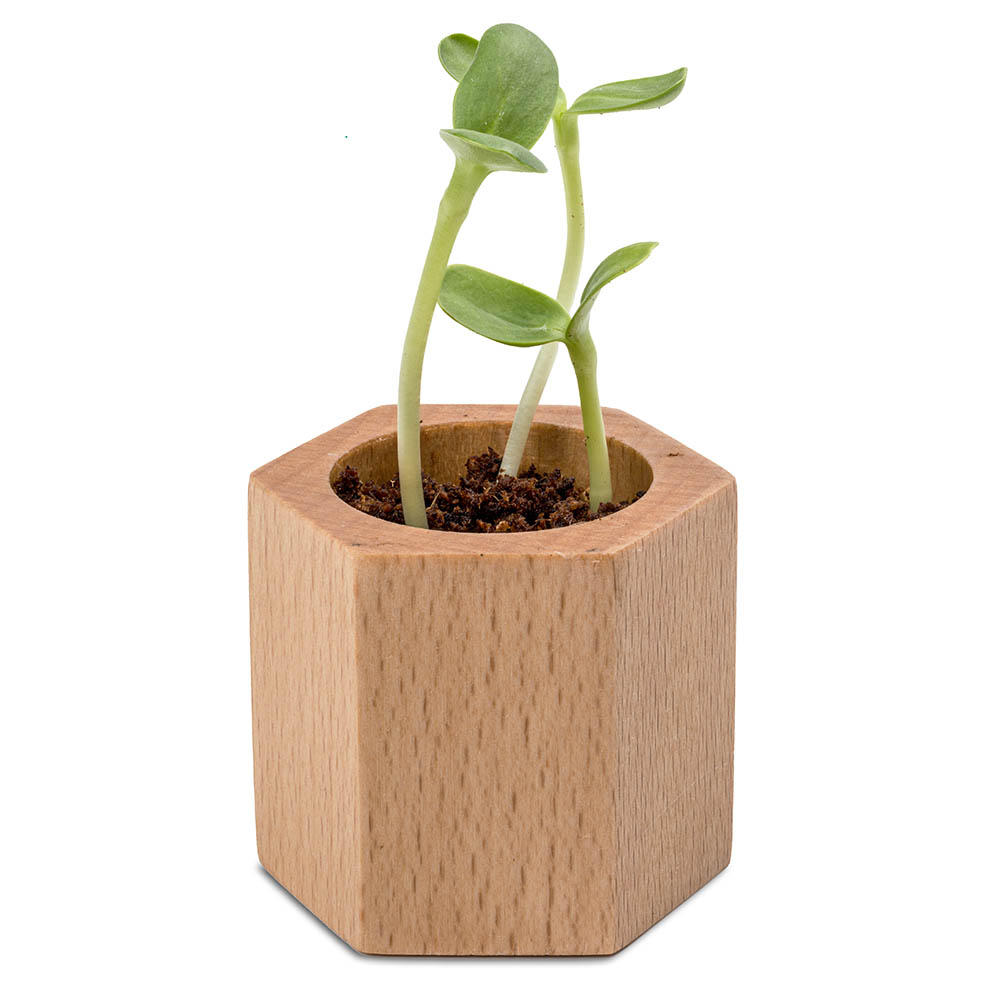 Pflanz-Holz Hexagon mit Samen - Fichte