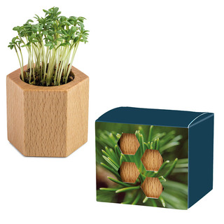 Pflanz-Holz Hexagon mit Samen - Fichte