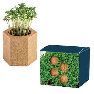 Pflanz-Holz Hexagon mit Samen - Gartenkresse