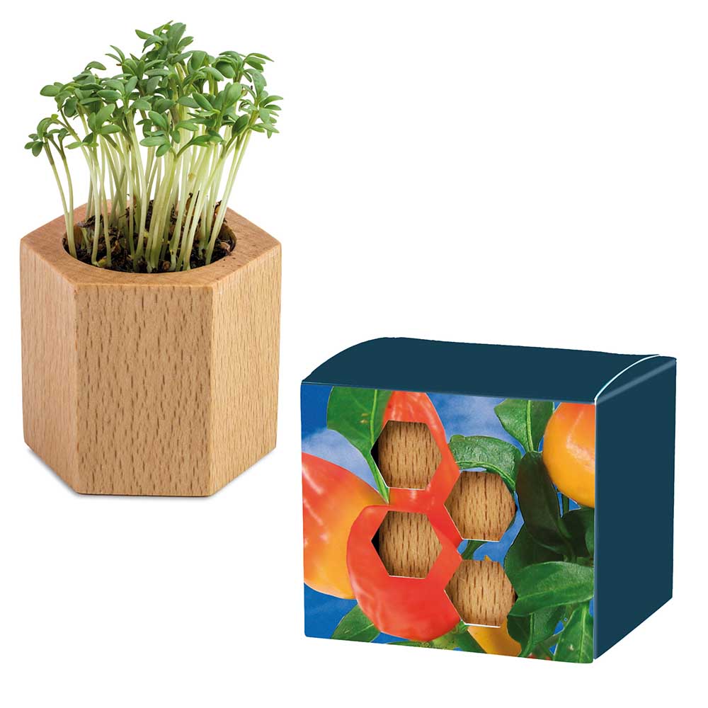 Pflanz-Holz Hexagon mit Samen - Gewürzpaprika