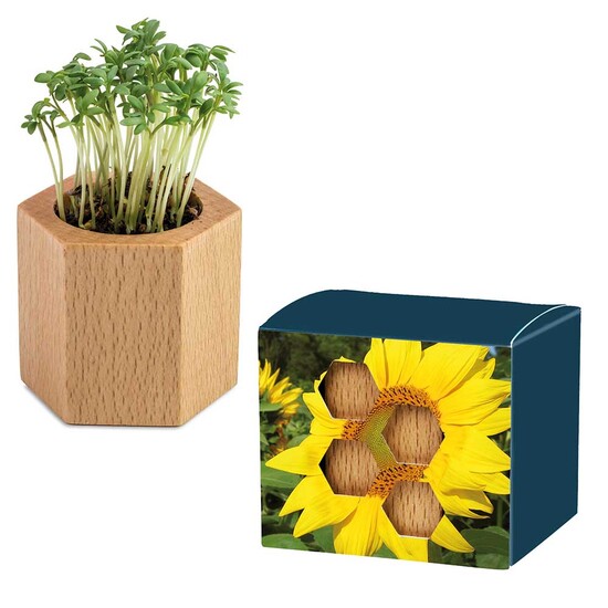 Pflanz-Holz Hexagon mit Samen - Sonnenblume
