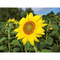 Pflanz-Holz Hexagon mit Samen - Sonnenblume