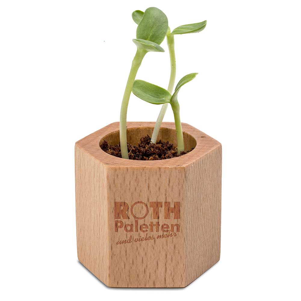 Pflanz-Holz Hexagon mit Samen - Fichte, 1 Seite gelasert