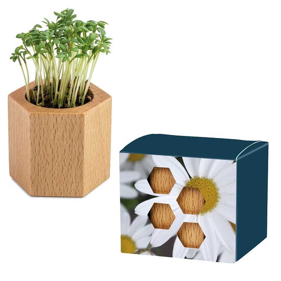 Pflanz-Holz Hexagon mit Samen - Margerite, 1 Seite gelasert