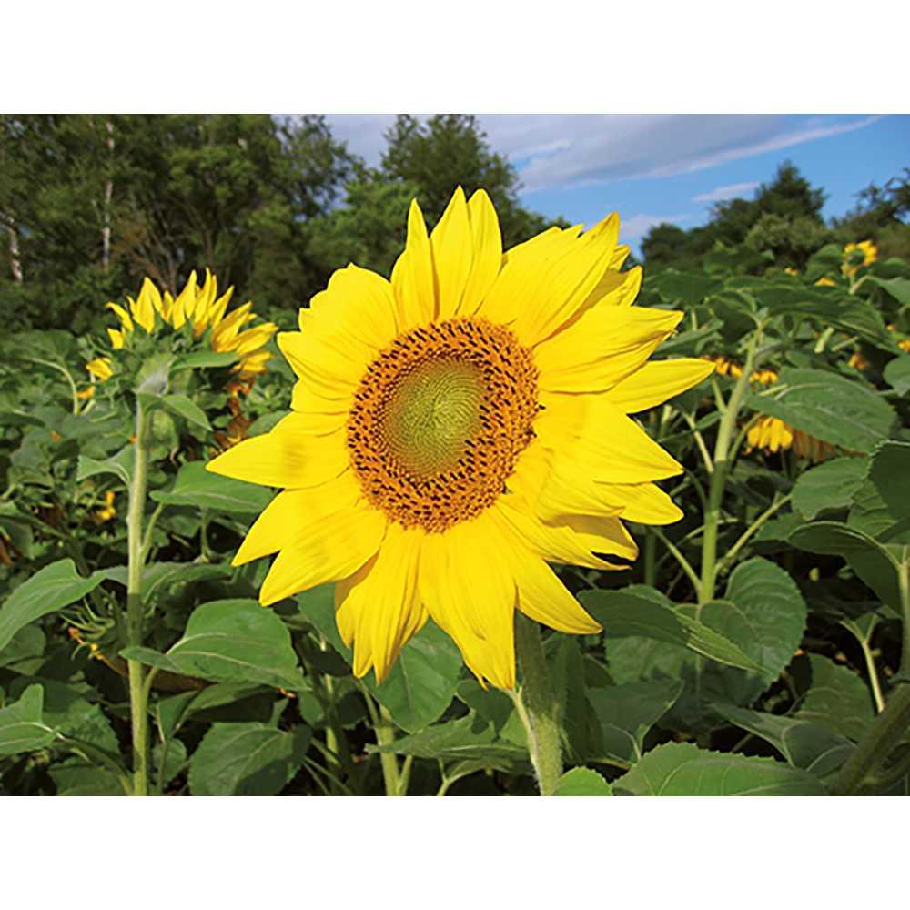 Pflanz-Holz Hexagon mit Samen - Sonnenblume, 1 Seite gelasert