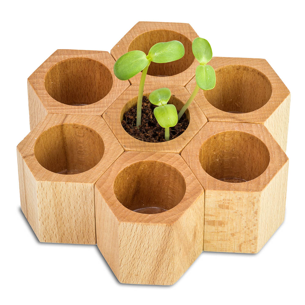 Pflanz-Holz Hexagon mit Samen - Vergissmeinnicht, 1 Seite gelasert
