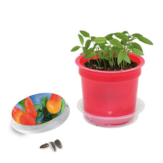 Florero-Töpfchen mit Samen - rot - Gewürzpaprika