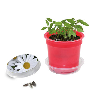Florero-Töpfchen mit Samen - rot - Margerite