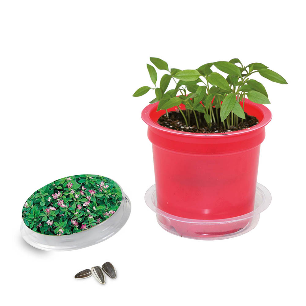 Florero-Töpfchen mit Samen - rot - Persischer Klee
