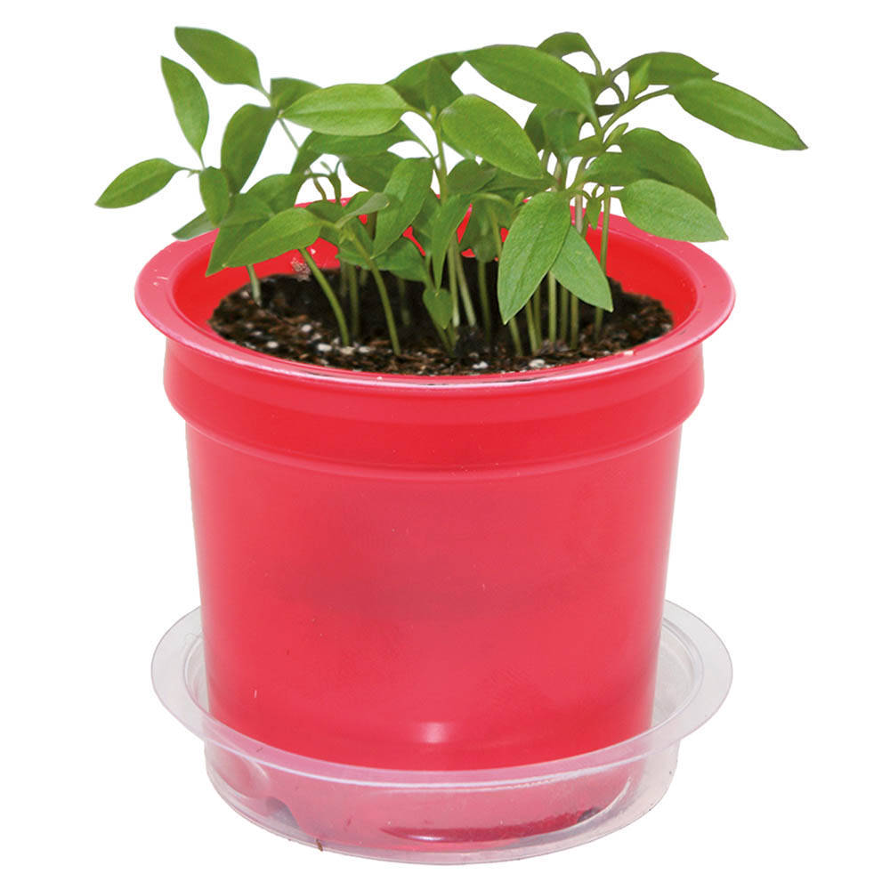 Florero-Töpfchen mit Samen - rot - Persischer Klee