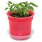 Florero-Töpfchen mit Samen - rot - Persischer Klee