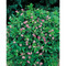 Florero-Töpfchen mit Samen - rot - Persischer Klee