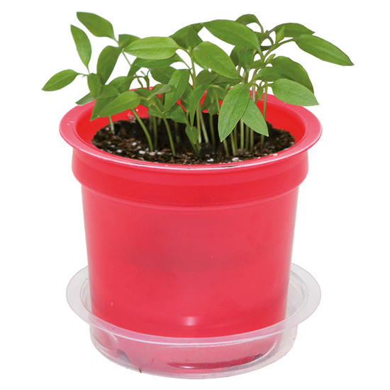 Florero-Töpfchen mit Samen - rot - Thymian