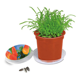 Florero-Töpfchen mit Samen - terracotta - Gewürzpaprika