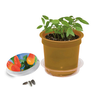 Florero-Töpfchen mit Samen - gold - Gewürzpaprika