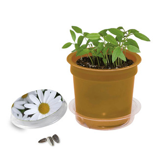 Florero-Töpfchen mit Samen - gold - Margerite