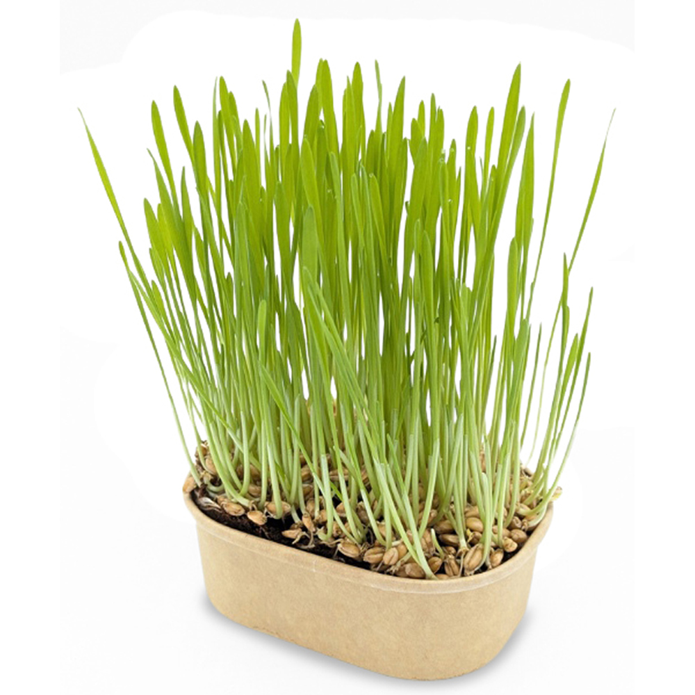 Katzengras Pflanzset