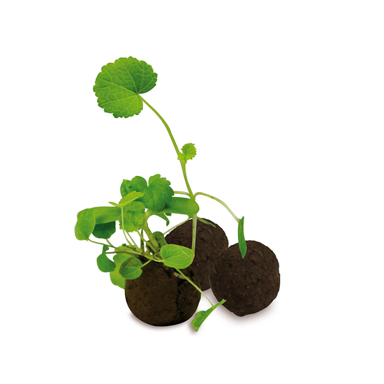 Das Grüne vom Ei - Flower-Ball Box