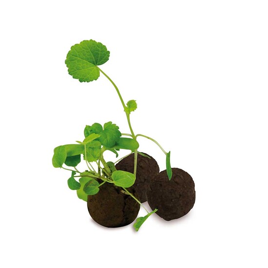 Sixpack - Flower-Balls Midi mit Samen - mit Digitaldruck