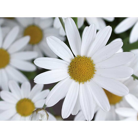 Pflanzeimerchen mit Samen - Margerite