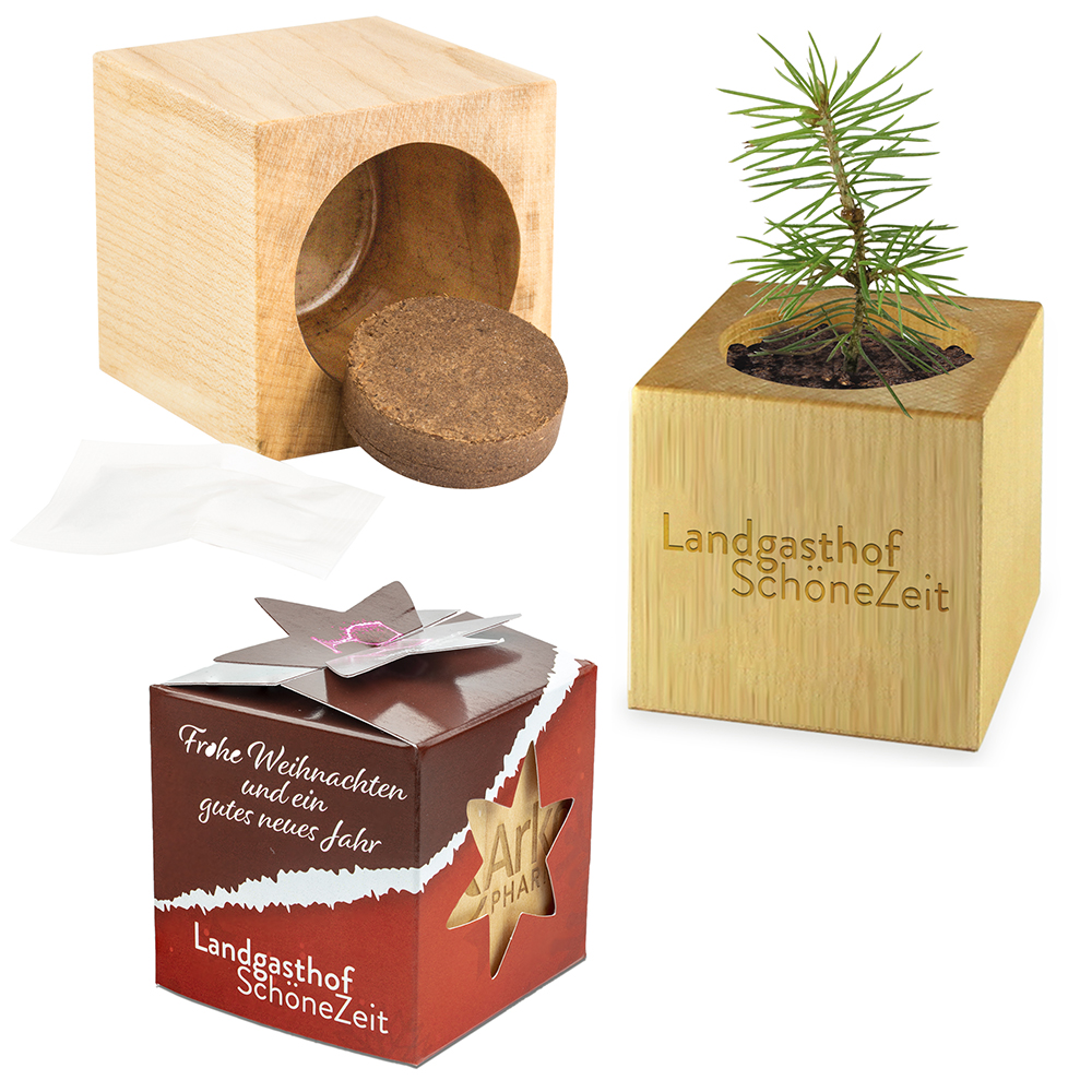 Pflanz-Holz Star-Box Xmas mit Fichtensamen