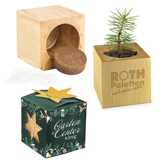 Pflanz-Holz Büro Star-Box Xmas mit Fichtensamen - Fichte, 1 Seite gelasert