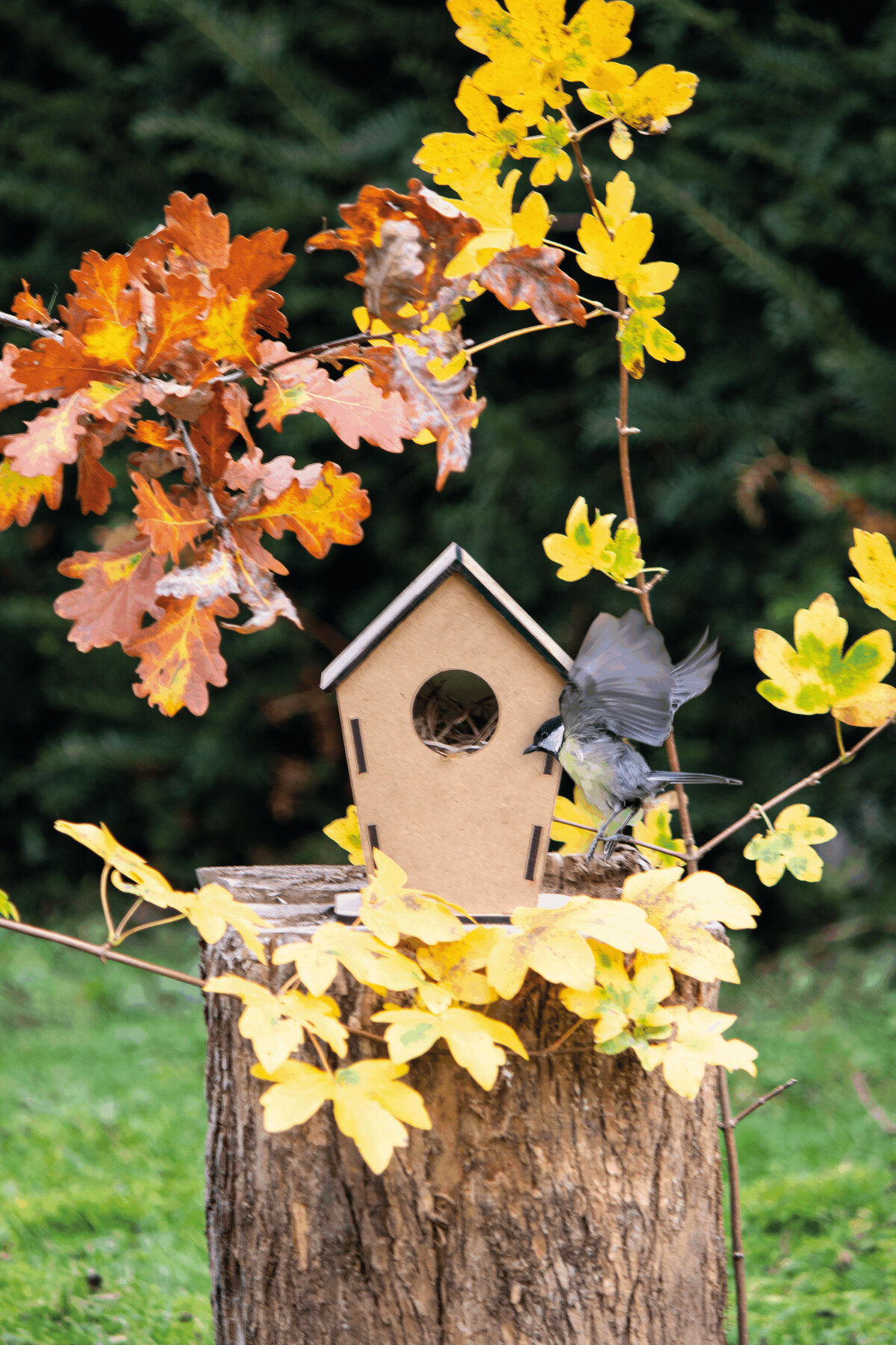 Vogelhaus ECO HOME, Holz